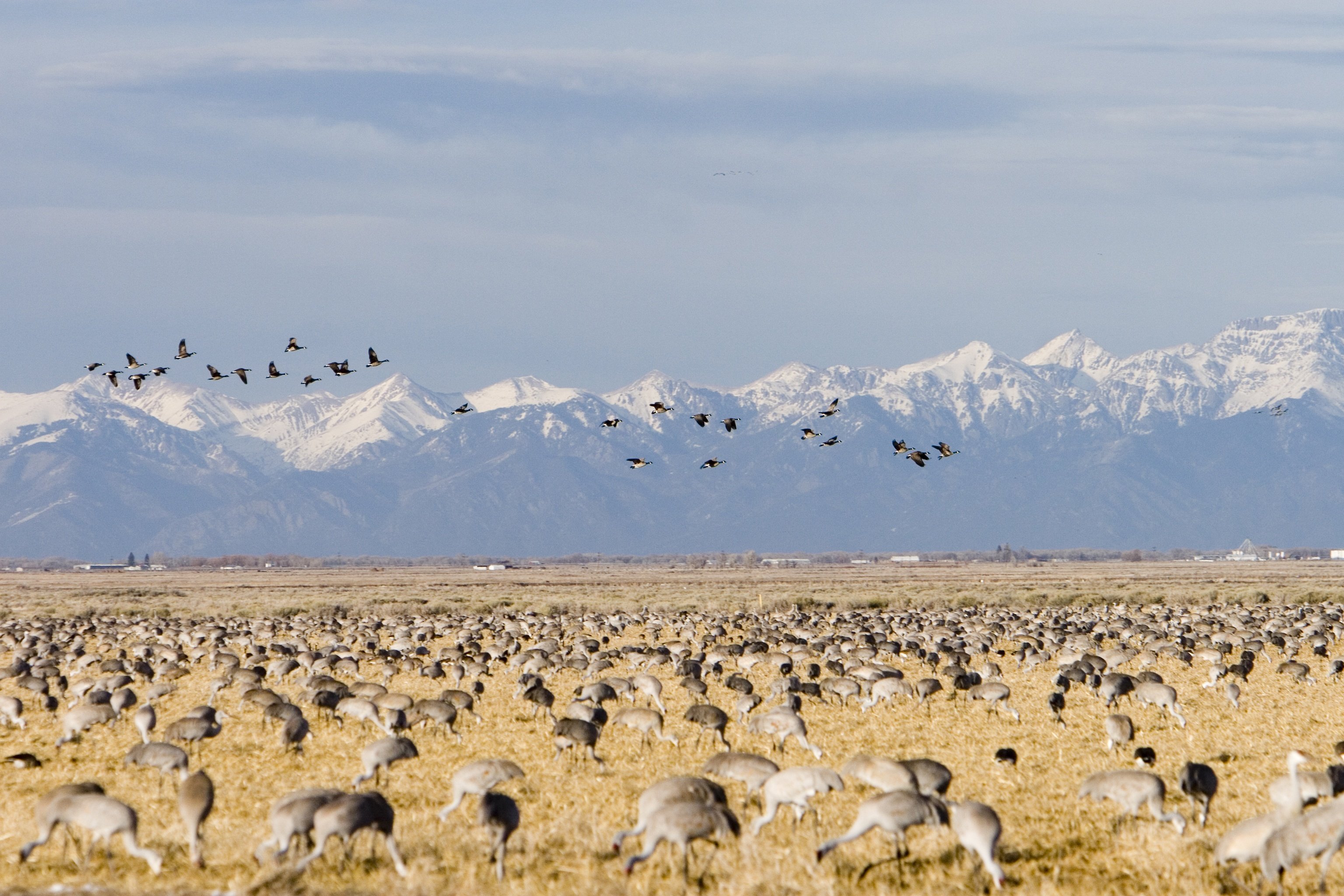 Sandhill Crane Passages in Colorado